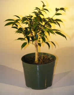 unknown Pre Bonsai Ficus Midnight Bonsai Tree - Large<br><i>(benjamina 'midnight')</i>