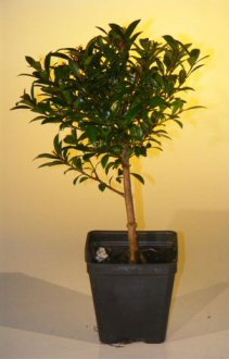 unknown Pre Bonsai Flowering Brush Cherry Bonsai Tree - Small<br><i>(eugenia myrtifolia)</i>