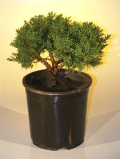 unknown Pre Bonsai Shimpaku Bonsai Tree Bonsai Tree - Medium<br><i>(shimpaku itoigawa)</i>