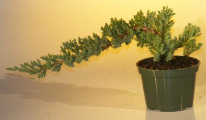 Image: Pre Bonsai Juniper Bonsai Tree-Small (Juniper Procumbens nana)