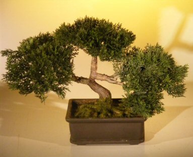 unknown Artificial Japanese Cedar Bonsai Tree