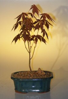 Japanese Red Maple Bonsai Tree - Small  (acer palmatum 'atropurpurea')