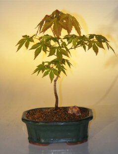 unknown Japanese Green Maple Bonsai Tree - Small<br><i>(acer palmatum)</i>