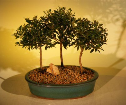 Three tree forest group. Also called Austrailan Brush Cherry. Has small handsome evergreen leaves which is ideal for bonsai. Flowers with pink and white puffy blooms during spring/summer. New leaves appear reddish in color, turning green as they mature. Great for indoors.