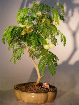 unknown Flowering Brazilian Raintree Bonsai Tree - Medium <br><i>(pithecellobium tortum)</i>