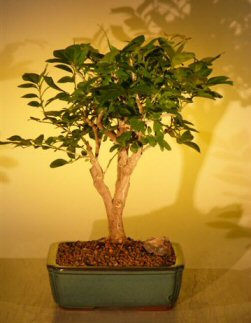 Flowering Orange Jasmine - Large ('murraya paniculata')