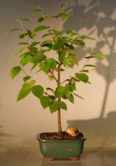 unknown River  Birch Bonsai Tree<br><i>(betula nigra)</i>
