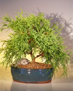 Green Thread Cypress Bonsai Tree  (chamaecyparis pisifera 'filifera nana')