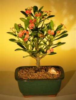 Flowering Crown of Thorns Bonsai Tree – Red / Salmon (euphorbia milii)