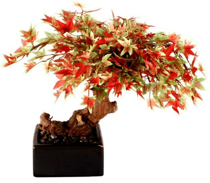 Japanese Bonsai on Features  Handcrafted Japanese Maple Bonsai Tree With Artificial