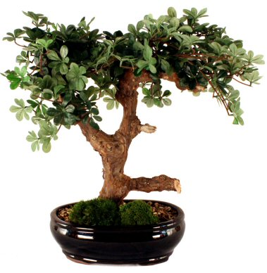 Artificial Boxwood Bonsai Tree - Handcrafted