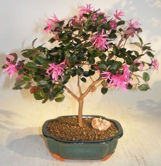 unknown Flowering Chinese Fringe Bonsai Tree<br><i>(loropetalum chinensis)</i>