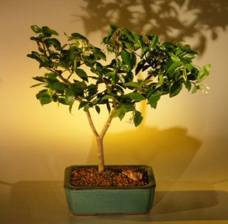 unknown Flowering Water Jasmine Bonsai Tree - Medium<br><i>(wrightia religiosa)</i>