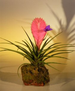 Pink Quill Bromeliad in Lava Rock (tillandsia cyanea)