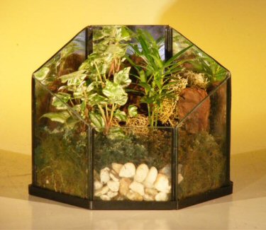 Bonsai Tree Seeds on Open Terrariumindoor Foliage Arrangement