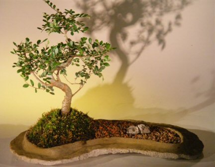 Chinese Elm Bonsai Tree  On Rock Slab(ulmus parvifolia) Image