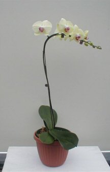 unknown Yellow Orchid<br>Select Yellow Phalaenopsis