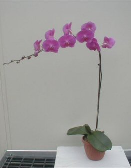 unknown Purple Orchid<br>Select Purple Phalaenopsis