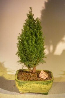 European Cypress Evergreen Bonsai Tree (chamaecypari Iawsoniana 'ellwoodii') Image