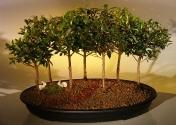 Flowering Brush Cherry Bonsai Treeseven Tree Forest Group(eugenia Myrtifolia)