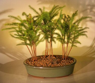 Norfolk Island Pine Bonsai Tree <br>Three (3) Tree Forest Group <br><i>(araucaria heterophila)</i>