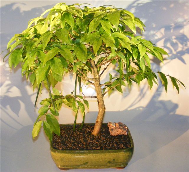 Flowering Water Jasmine Bonsai Tree - Large (wrightia religiosa) Image