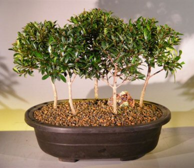 Flowering Brush Cherry Bonsai Treefive Tree Forest Group(eugenia Myrtifolia)