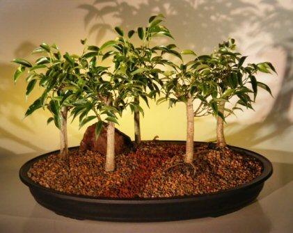 Oriental Ficus  Bonsai TreeFive (5) Tree Forest Group (benjamina 'orientalis') Image