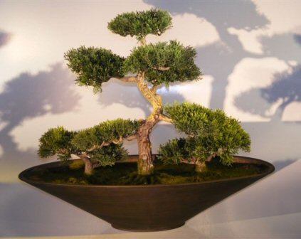 Artificial Cedar Bonsai Tree - Group Planting