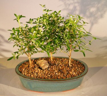 unknown Flowering White Serissa Bonsai Tree<br>Bonsai Tree of a Thousand Stars<br>Three Tree Forest Group<br><i>(serissa japonica)</i>