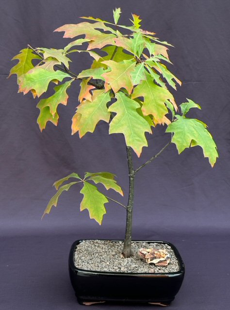 Pin Oak Bonsai Tree  ('quercus palustris')