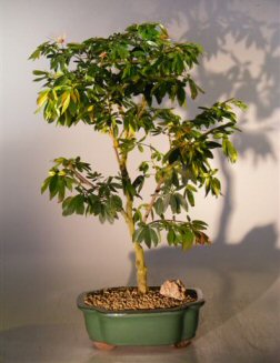 unknown Flowering Dwarf Pink Powderpuff Bonsai<br><i>(calliandra schultzei 'rose cascade')</i>