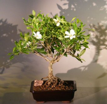 Artificial Bonsai on Flowering Gardenia Bonsai Tree   Large Jasminoides Miami Supreme