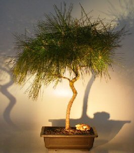 Japanese Black Pine Bonsai Tree  - Coiled Trunk<br><i>(pinus thunbergii)</i>