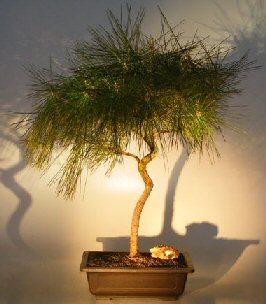 Japanese Black Pine Bonsai Tree  - Curved Trunk  (pinus thunbergii)