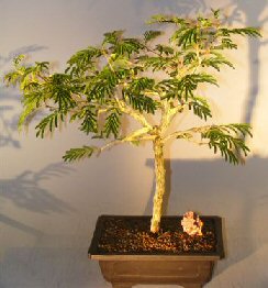 unknown Flowering Princess Earrings Bonsai Tree - Large<br><i>(dichrostachys cinerea)</i>