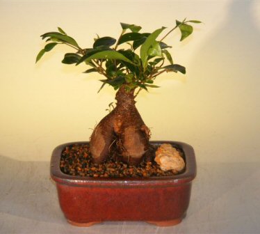 Ginseng Ficus Bonsai Tree - Small(Ficus Retusa) Image