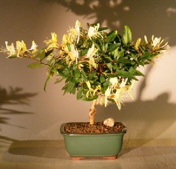Flowering Japanese Honeysuckle Bonsai Tree - Medium(lonicera japonica 'halliana' purpurea) Image
