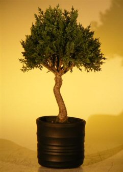 unknown Artificial Japanese Cedar Bonsai Tree