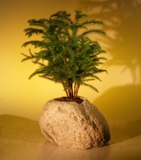 Indoor Bonsai on Norfolk Island Pine Tree Forest Groupin Lava Rock Araucaria