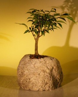 Oriental Ficus Bonsai In Lava Rock(ficus Benjamina 