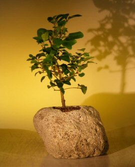 Flowering Ligustrum Bonsai Tree In Lava Rock (ligustrum lucidum)