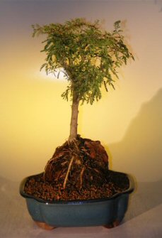 Sweet Acacia Bonsai Tree - Root Over Rock(acacia Farnesiana)