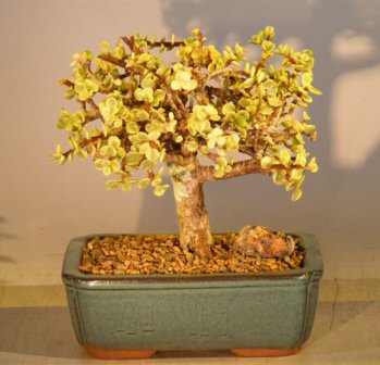 Baby Jade  Bonsai Tree - LargeAged and Variegated (portulacaria afra variegata) Image