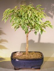 Ficus Breeze Bonsai Tree Large - Variegated(ficus benjamina) Image