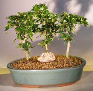 Artificial Bonsai Tree on Fukien Tea Bonsai Tree Three Tree Forest Group Ehretia Microphylla