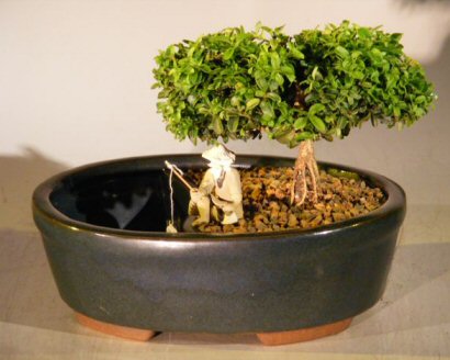 Japanese Kingsville Boxwood Bonsai Tree Land/Water Pot  - Medium (buxus microphylla compacta) Image