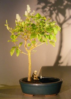 unknown Flowering Ligustrum Bonsai Tree in a Water Pot<br><i>(ligustrum lucidum)</i>