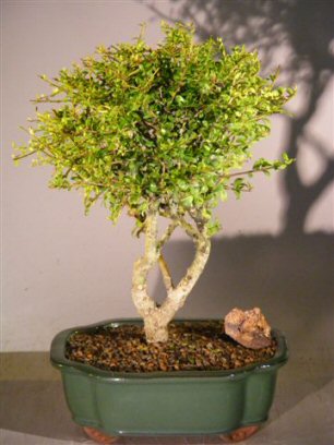 unknown Flowering Tropical Boxwood Bonsai Tree - Large <br><i>(neea buxifolia)