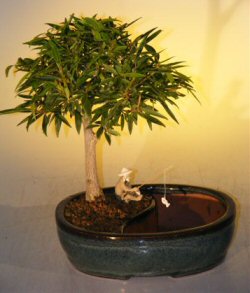 Willow Leaf Ficus Bonsai Tree Land/Water Pot -  Medium(Ficus Nerifolia/Salisafolia) Image
